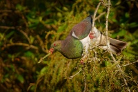Holub maorsky - Hemiphaga novaeseelandiae - New Zealand pigeon - kereru 4260